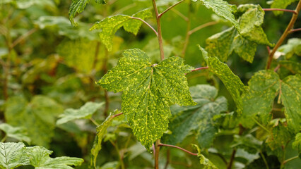 Currant leaves damaged by fungal diseases or insect pests. Green leaf showing signs of chlorosis or mosaic virus. Deficiency or excess of elements and microelements of plant nutrition, disease. 