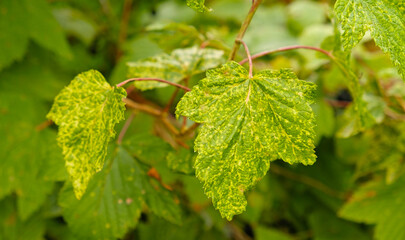 Currant leaves damaged by fungal diseases or insect pests. Green leaf showing signs of chlorosis or mosaic virus. Deficiency or excess of elements and microelements of plant nutrition, disease. 