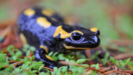 Speckled salamander in a garden after rain. Salamandra salamandra, Touraine, Indre et Loire 37, région Centre Val de Loire, France, European Union, Europe