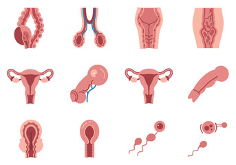 Anatomy illustrations show male and female reproductive systems