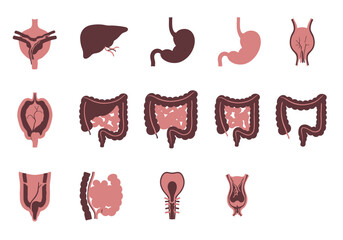 Internal organ illustrations kidneys liver stomach colon intestines rectum in maroon and peach tones on a white background