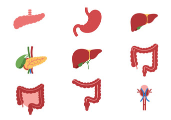 The image shows different human organs including the liver stomach and intestines