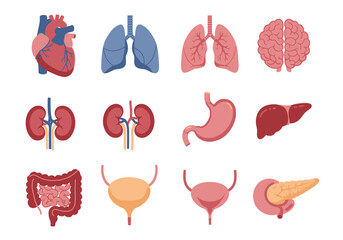 Twelve human organ illustrations in rows including heart brain lungs kidneys stomach liver intestines bladder pancreas