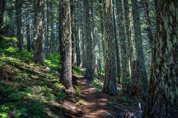 Fototapeta premium Serene forest trail through mossy trees