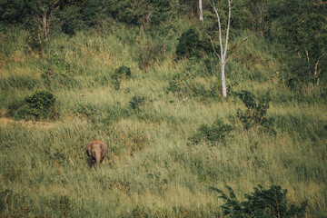 A lone elephant walks through tall green grass in a dense forest, surrounded by lush vegetation. A...