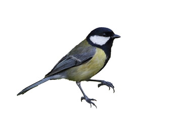  an isolated great tit bird (Parus major) on white background