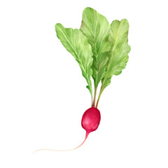 Hand-drawn radish with leaves, vegetable illustration