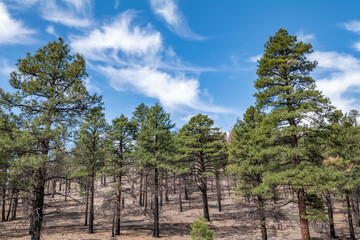 Obraz premium Pinus brachyptera, ponderosa pine, bull pine, blackjack pine. BASALT, ROCKS OF SAN FRANCISCO VOLCANIC FIELD. Bonito Lava Flow. Sunset Crater Volcano National Monument, Flagstaff, Arizona. A’a Trail