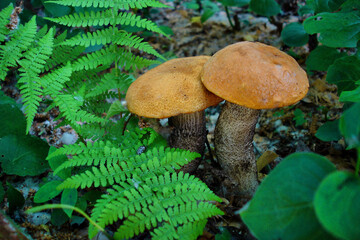 Two Orange-Cap Mushrooms Growing in Forest with Ferns