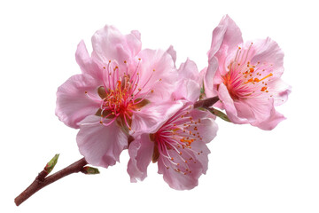 Fototapeta premium Cherry blossom blooming nature floral photography outdoor close-up. Isolated on transparent background, png.