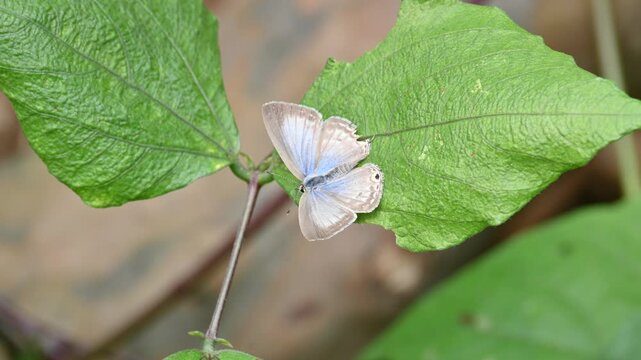 Catochrysops strabo butterfly sitting on the green leaf. The&nbsp;forget me not is a small butterfly found in Asia that belongs to the&nbsp;lycaenidae aur blues&nbsp;family.