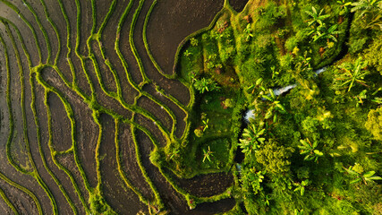 Aerial view of beautiful Rice Terraces surrounded by tropical forest in Bali, Indonesia. Balinese Rural scene.