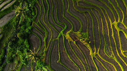 Aerial view of beautiful Rice Terraces surrounded by tropical forest in Bali, Indonesia. Balinese Rural scene.