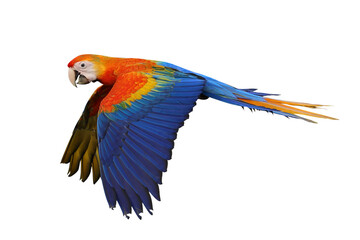 Colorful flying Camelot Macaw parrot isolated on transparent background png file
