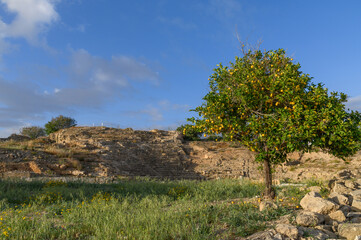 Fototapeta premium Solitary lemon tree on the grassy ruins of the Paphos Roman theatre, Cyprus