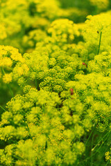 Blooming dill flowers in summer garden with vibrant yellow color