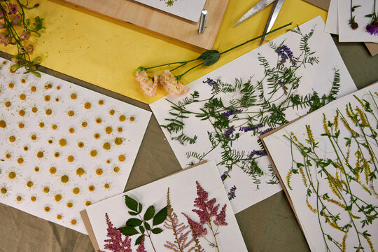 A creative flatlay of various pressed wildflowers — daisies, vetch, astilbe, and yellow blossoms — laid out on paper sheets over a colorful rustic workspace, perfect for botanical projects