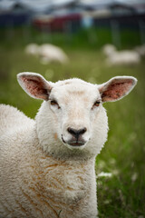Fototapeta premium Sheep Grazing on Dike near Neuharlingersiel
