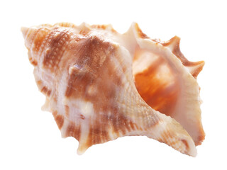 Sea shells isolated on white background