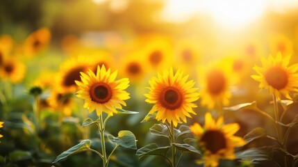 Obraz premium Sunflowers bathed in golden light