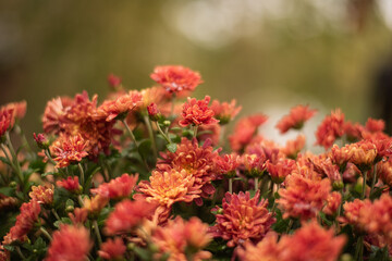 Bouquet of orange chrysanthemums in autumn color