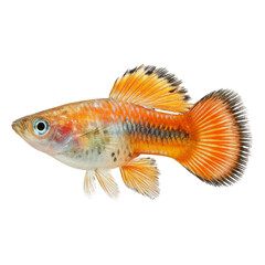 Fototapeta premium Isolated Tropical Fish on Transparent Background in Vibrant Colors