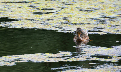 Fototapeta premium Duck swimming in a lake with algae