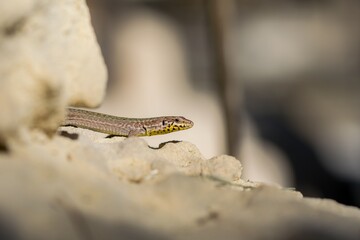 Maltese Wall Lizard, also known as Filfola Lizard, Podarcis filfolensis, basking in the sun in Malta