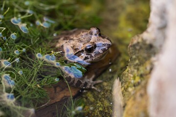 Painted frog, Discoglossus pictus pictus, in a rock pool in Malta. Locally known as Zring.