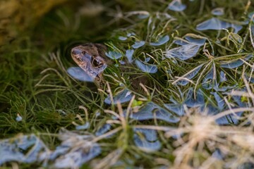 Painted frog, Discoglossus pictus pictus, in a rock pool in Malta. Locally known as Zring.