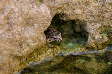 Painted frog, Discoglossus pictus pictus, in a rock pool in Malta. Locally known as Zring.