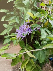 Petrea volubilis brings happiness and prosperity to the home.