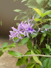 Petrea volubilis brings happiness and prosperity to the home.