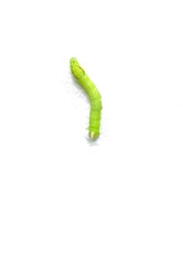 green caterpillar on white background