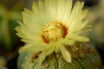 Obraz premium close up with blurred background of cactus flowers, selective focus