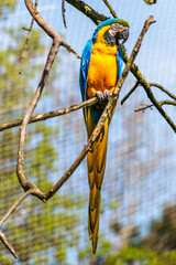 The Blue-and-yellow Macaw, Ara ararauna is a large South American parrot