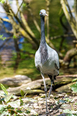 Demoiselle Crane, Anthropoides virgo are living in the bright green meadow during the day time