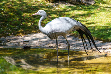 Naklejka premium The Blue Crane, Grus paradisea, is an endangered bird