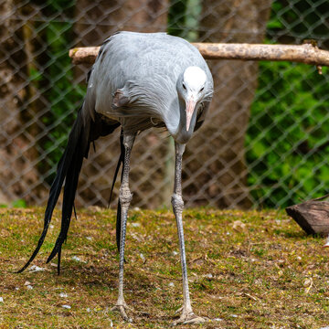 The Blue Crane, Grus paradisea, is an endangered bird