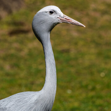 The Blue Crane, Grus paradisea, is an endangered bird