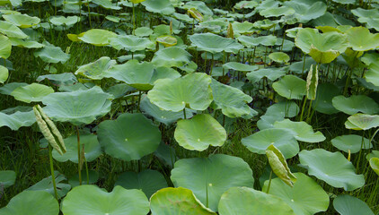 Green leaves of lotus plant