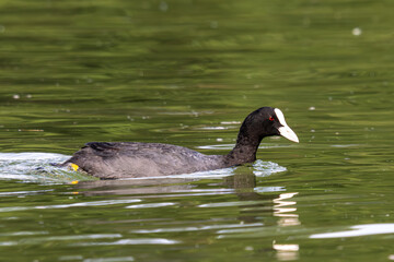The Eurasian coot, Fulica atra swimming on the Kleinhesseloher Lake at Munich, Germany