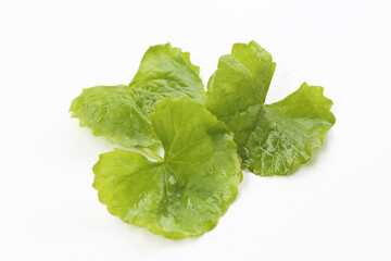 Gotu kola plant, Fresh green leaves of herb