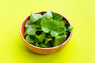 Gotu kola, fresh green leaves