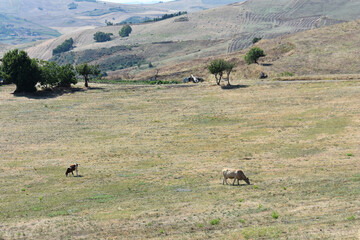 Pastoral landscape with grazing cows in Sicily, Italy. Summer morning. Rural Landscape with cows. Beautiful Sicilian landscapes. 