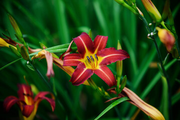 Colorful flowers in the garden