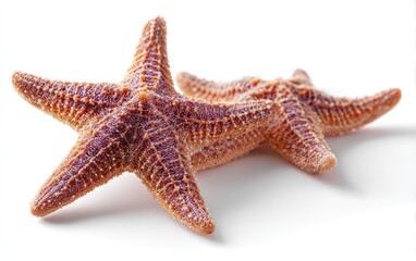 Two reddish-brown starfish on white background