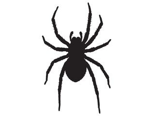 SPIDER SILHOUETTE