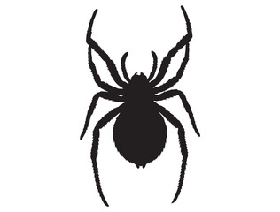 SPIDER SILHOUETTE