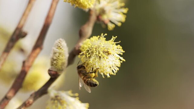 Close-up view of a honey bee actively pollinating the flower of a willow tree, showcasing the essential role of bees in the ecosystem during springtime